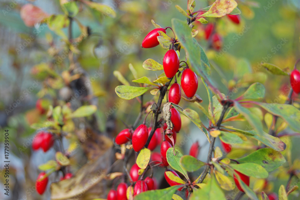 Barberry branch with red ripe berries close-up