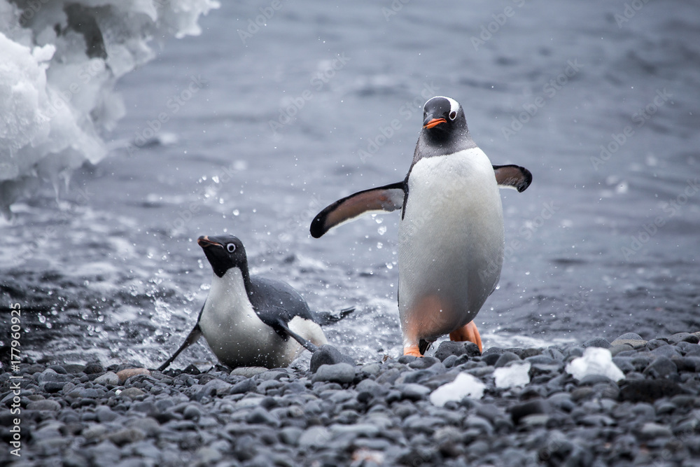 An Adelie and a Gentoo penguin come out of the water. Stock Photo
