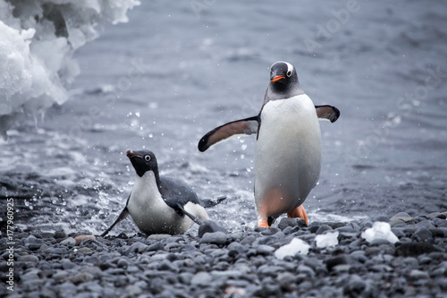 An Adelie and a Gentoo penguin come out of the water.