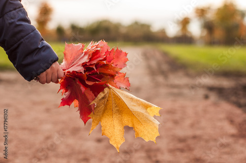 Autumn leaves. Autumn leaves in the hand