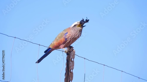 Lilac breasted roller bird flipping scarab beetle in slow motion
