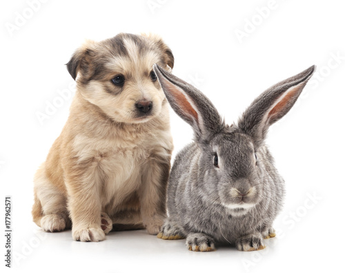 Fototapeta Naklejka Na Ścianę i Meble -  Puppy and  rabbit.