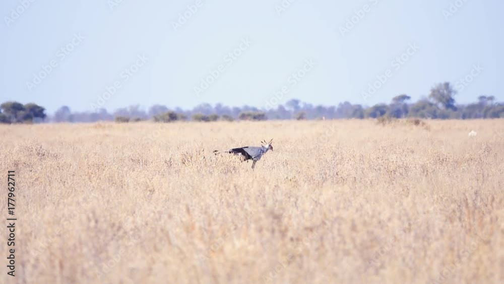 Secretary bird prowling open grassland in search of small prey Secretary bird prowling open grassland in search of small prey