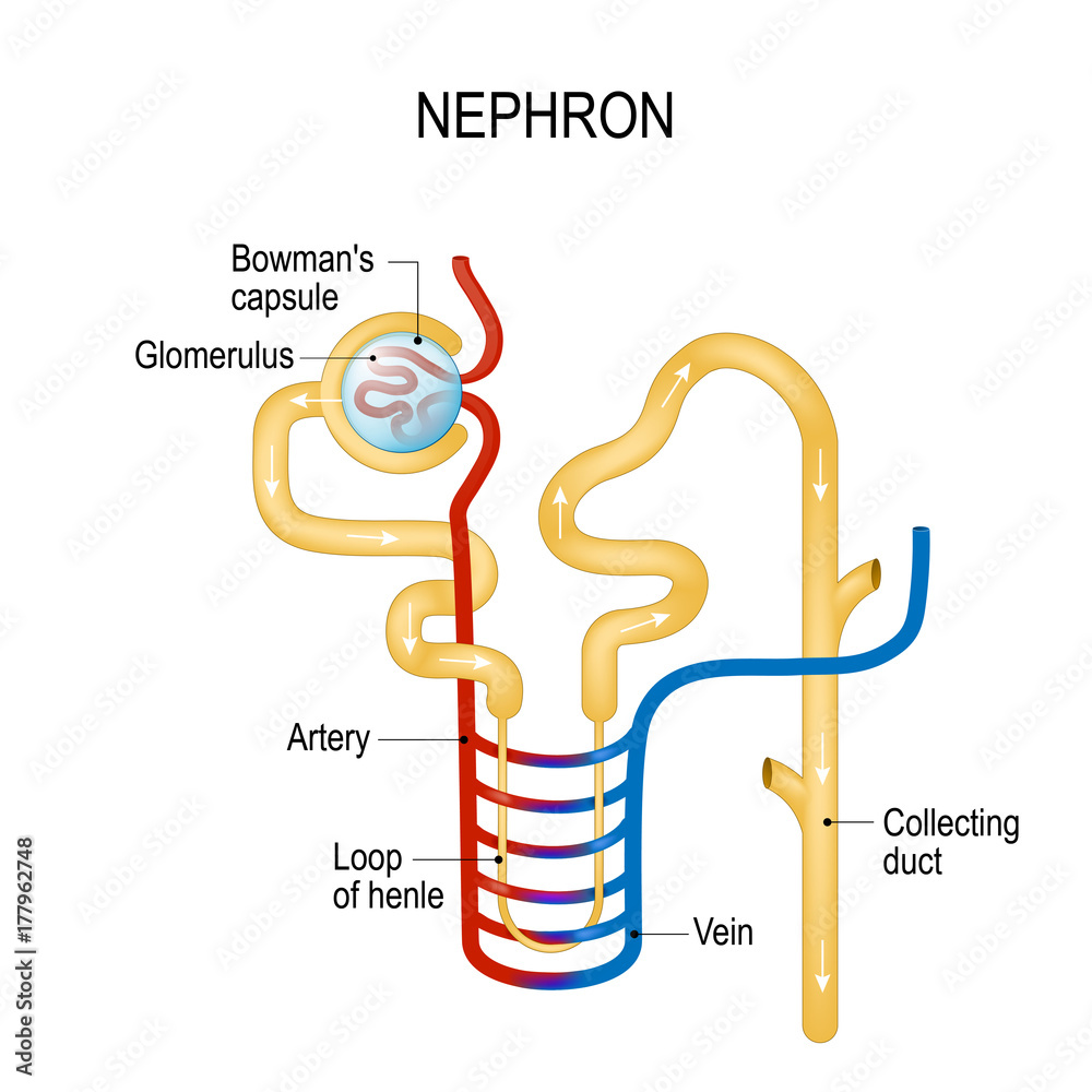 Structure of a Nephron. Formation of the urine Stock-Vektorgrafik ...