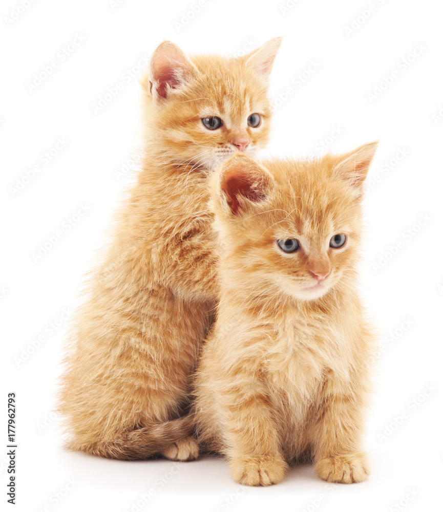 Obraz premium Two little kittens.