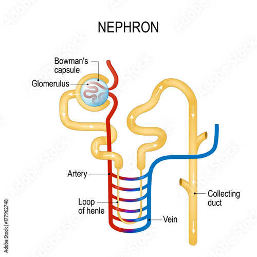 Structure of a Nephron.  Formation of the urine photo
