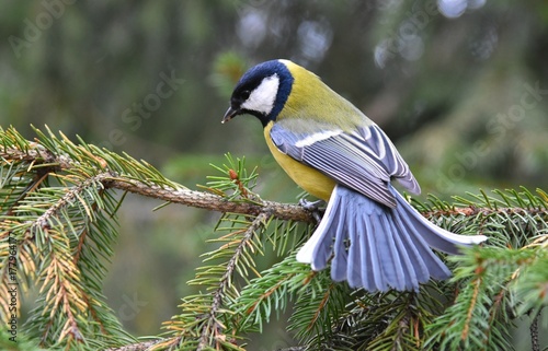 Titmouse