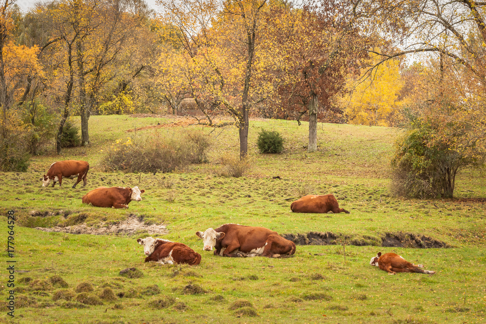 A group of three polled hereford beef cows and their calves lay down