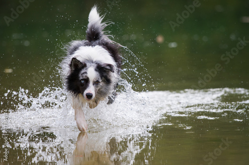 Fototapeta Naklejka Na Ścianę i Meble -  Hund im Wasser