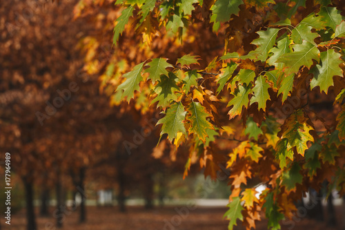 Autumn park leaves sunset. Selective focus on the foreground  natural background