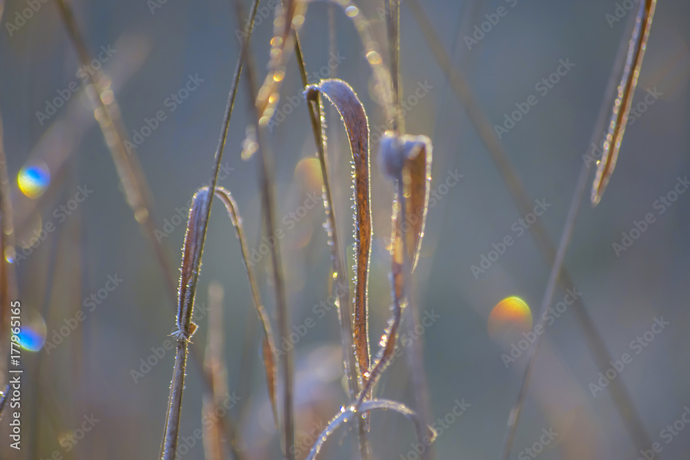 Hoar on grass shining in morning sun