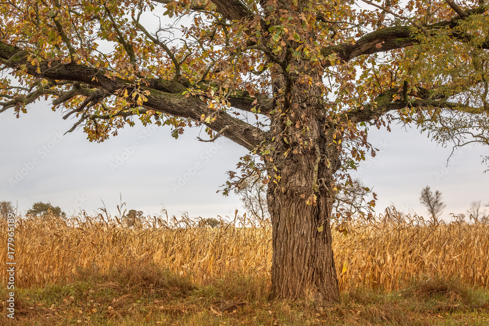A white oak tree spreads it's fall colored leaves and branches over a corn field awaiting harvest.
