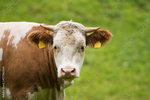 Kuh auf der Weide © DoraZett