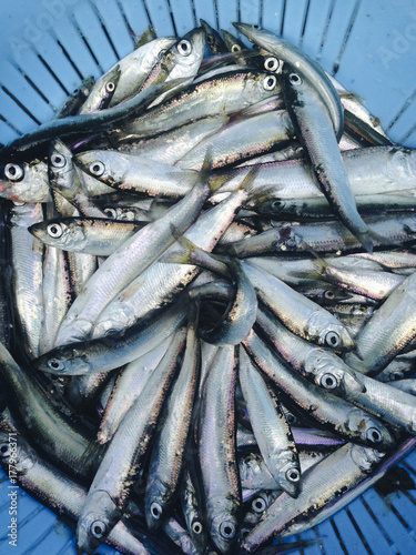 Herring fish, close up