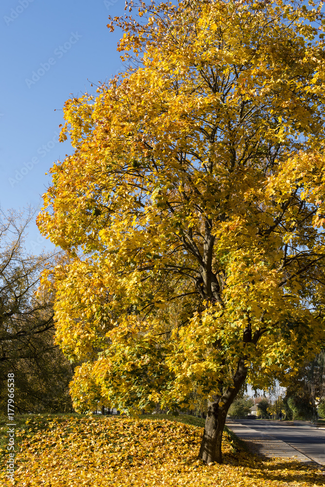 Yellow leaves on a maple on a sunny day