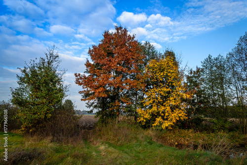 Drzewa w barwach jesieni photo