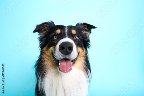 Lustig guckender Hund