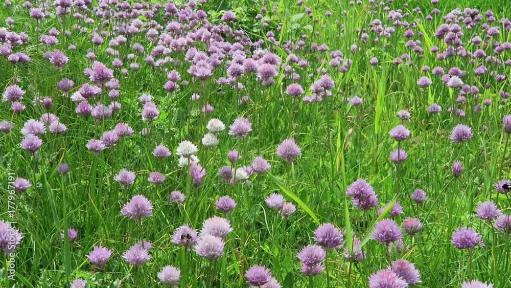 Chives meadow blossom on Elbe river. bumble bees flying around. Chives meadow blossom on Elbe river. bumble bees flying around.