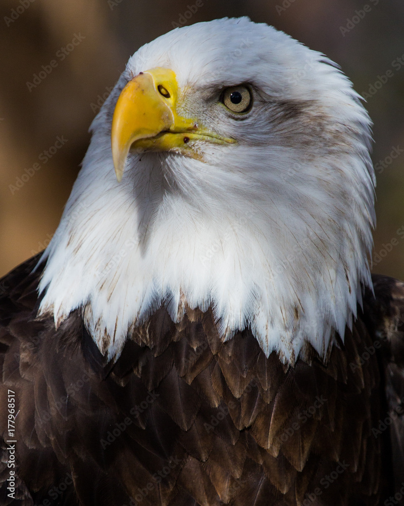 Obraz premium Bald eagle closeup