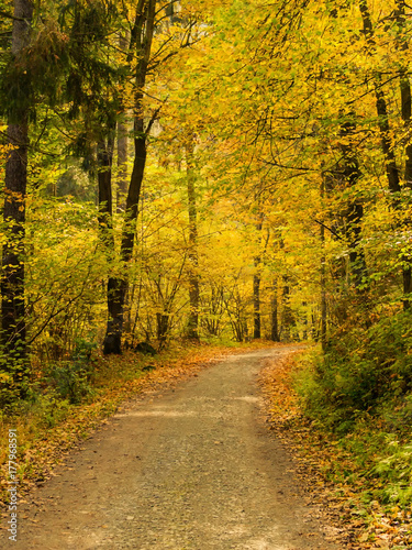 Path in a forest in autumn - Bavaria © schillermedia
