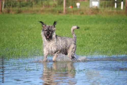 Riesenschnauzer hat Spaß im Garten