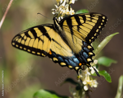 Swallowtail