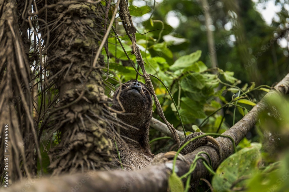 Faultier auf baum im Dschungel am Amazonas Kolumbien Faultier auf baum im Dschungel am Amazonas Kolumbien