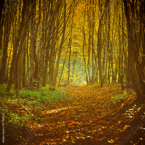 The road in the beautiful autumn forest