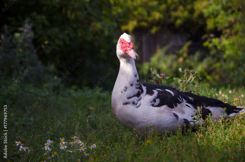 Muscovi duck with red face walking in green grass Muscovi duck with red face walking in green grass