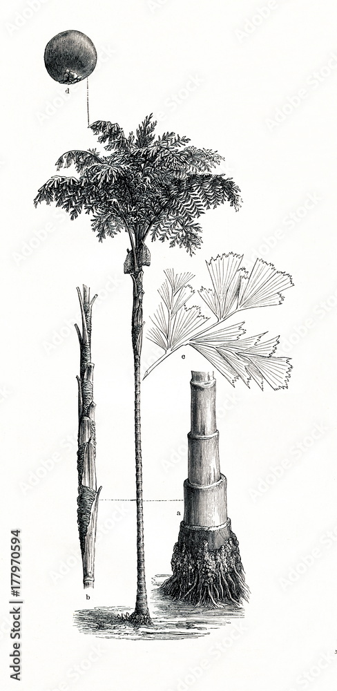 Naklejka premium Solitary fishtail palm (Caryota urens) (z Meyers Lexikon, 1896, 13/442/443)