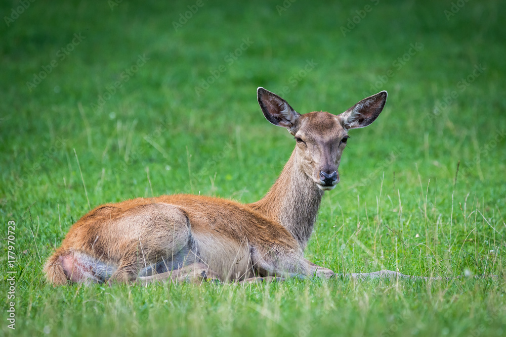 Deer sitting on the ground