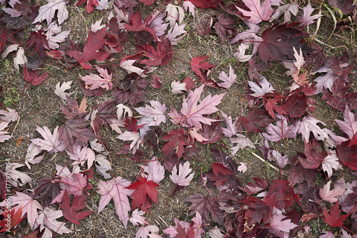 Acer saccharium leaves