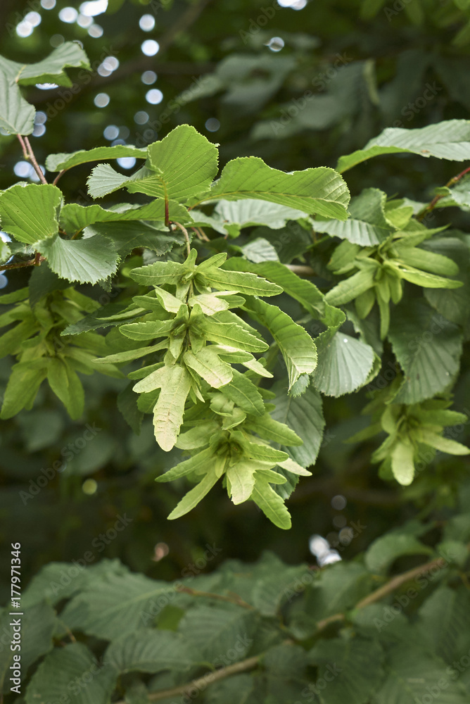 Carpinus betulus Carpinus betulus