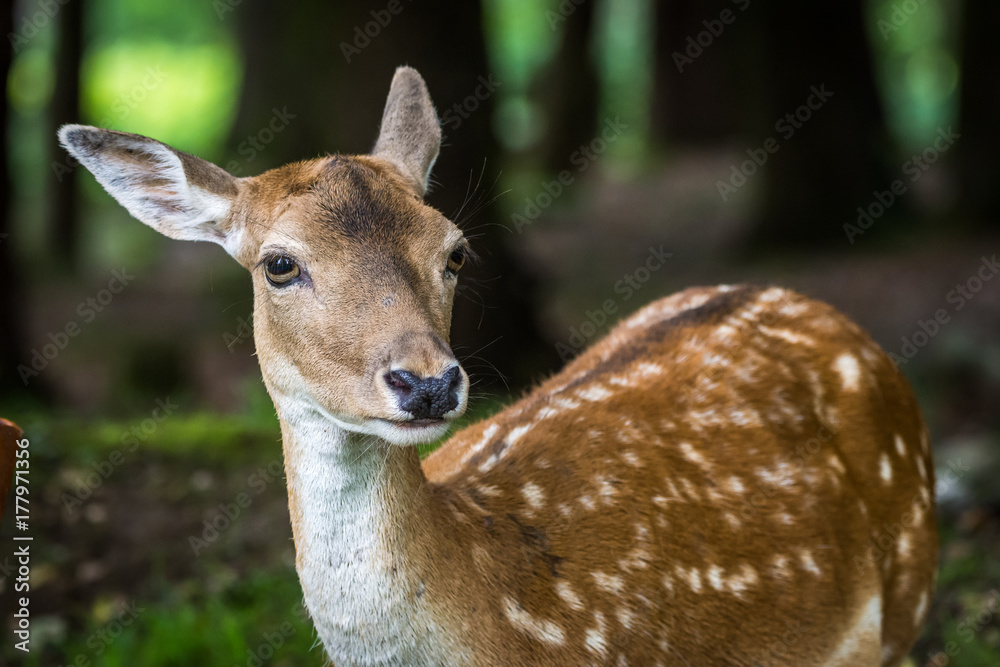 Fototapeta premium Deer portrait