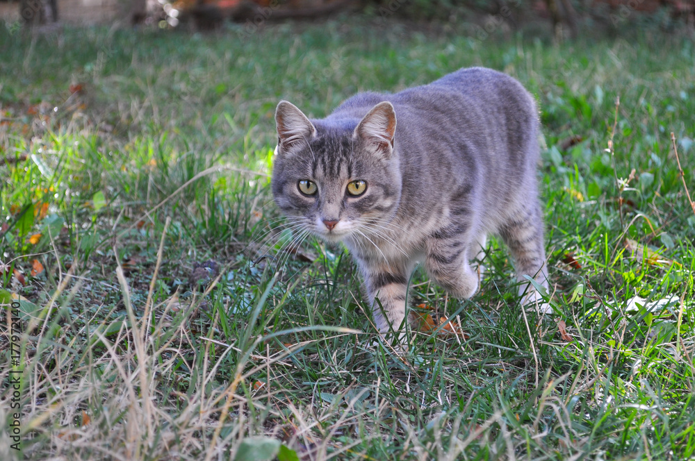 Domestic cat sneak up in the grass and looks for food. Hungry gray cat in grass Domestic cat sneak up in the grass and looks for food. Hungry gray cat in grass