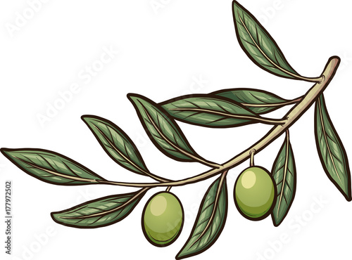 Olive branch with detachable olive. Vector clip art illustration with simple gradients. Branch and olive in separate layers. 