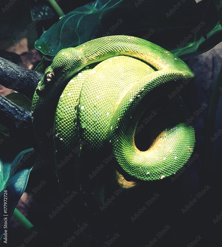 Fototapeta premium green snake / snake / green tree python / morelia viridis / baumpython