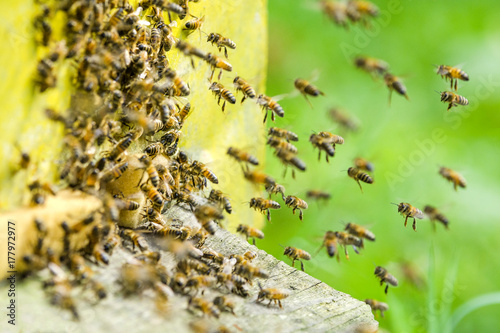 pszczoły wlatujące do ula