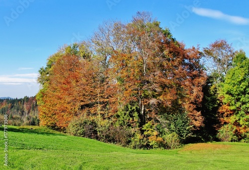 Bunter Herbstwald