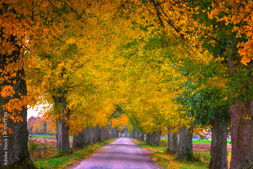 Naklejka premium Countryside road among the trees in autumn. Masuria, Poland. HDR image.