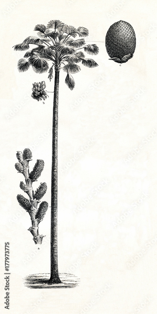 Fototapeta premium Moriche palm (Mauritia flexuosa) (from Meyers Lexikon, 1896, 13/442/443)