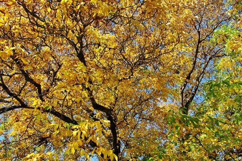 Herbstlicher Walnussbaum