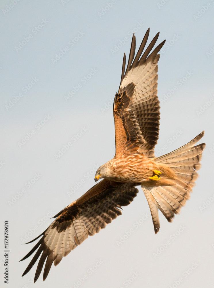 Fototapeta premium Awesome bird of prey in flight
