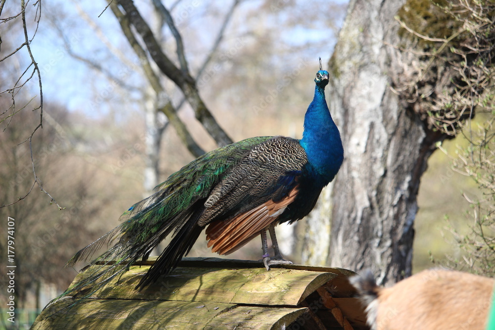 Pfau auf dem Dach