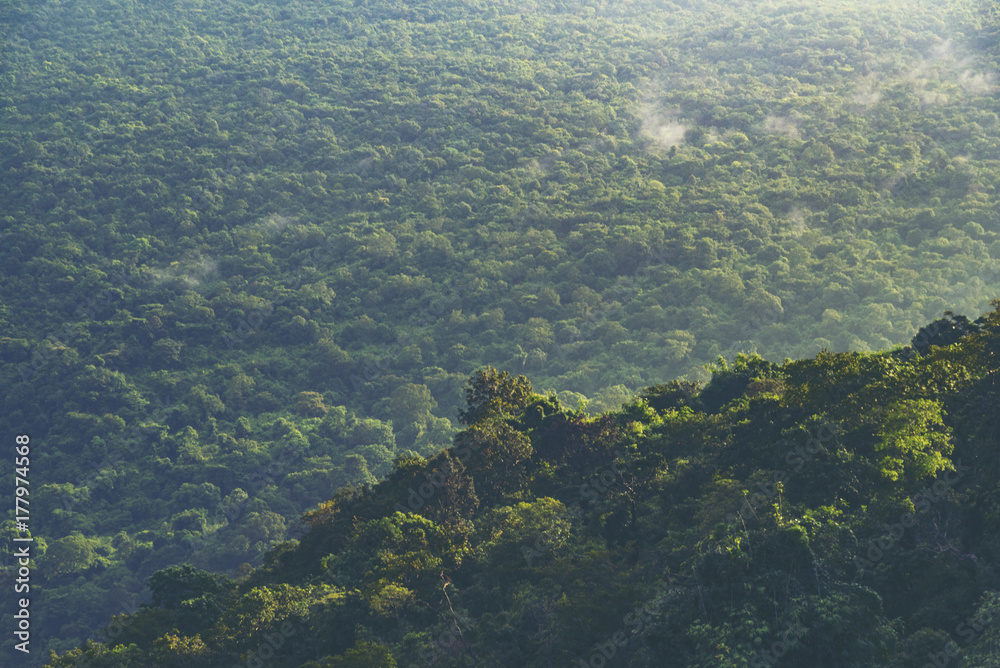 landscape view of Khao Yai tropical forest in Thailand, nature image for use about background or wallpaper