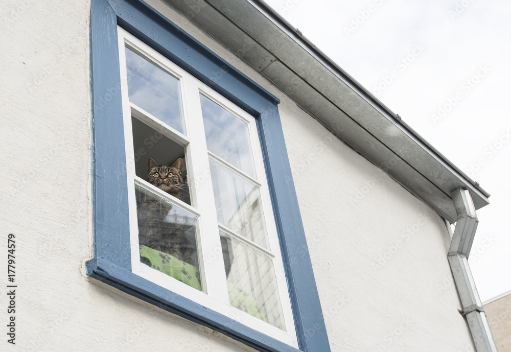 cat view from outside of the window