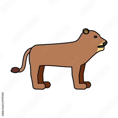 lion vector illustration