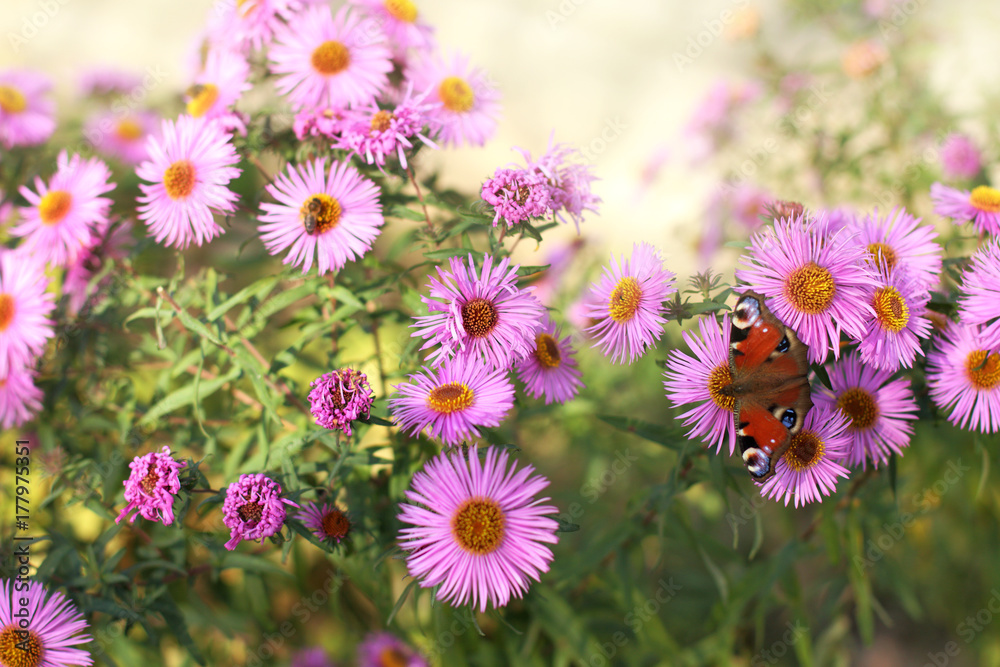 wings and petals/ butterfly sits on a purple flower asters in the garden wings and petals/ butterfly sits on a purple flower asters in the garden