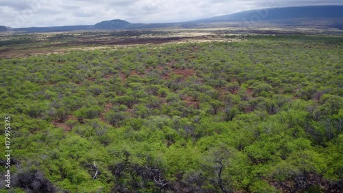 Hawaii Fly Over Trees