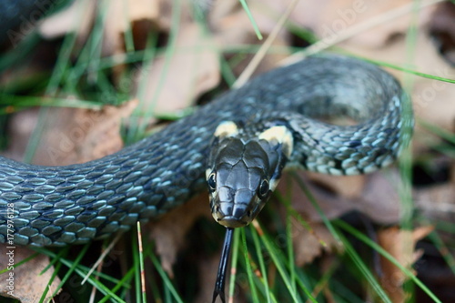 Wallpaper Mural Zaskroniec Torontodigital.ca